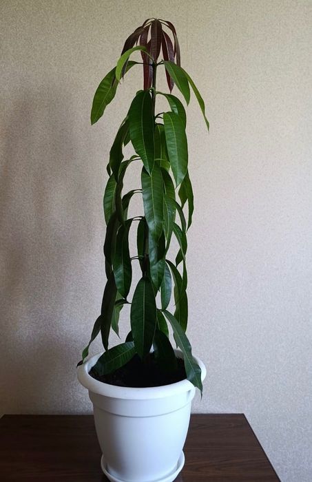 Дерево манго живое