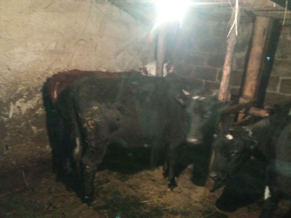 Продам 3 телочек с откорма
