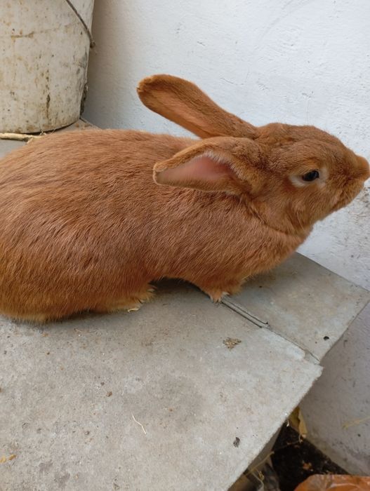 Продам Французский баран.