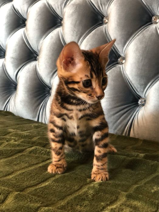 Бенгалско коте, момче, момиче