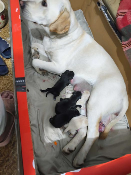 Лабладори бебета