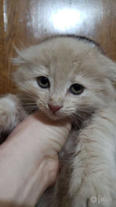 Продаются Котята. Скоттиш фолд