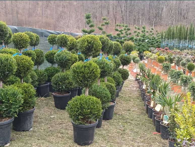 Plante Ornamentale pentru Curți, Vile și Grădini