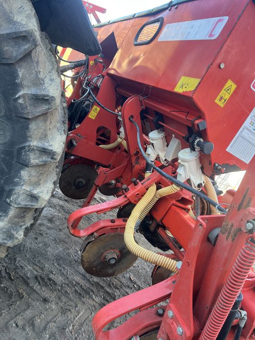 Semanataore maschio gaspardo