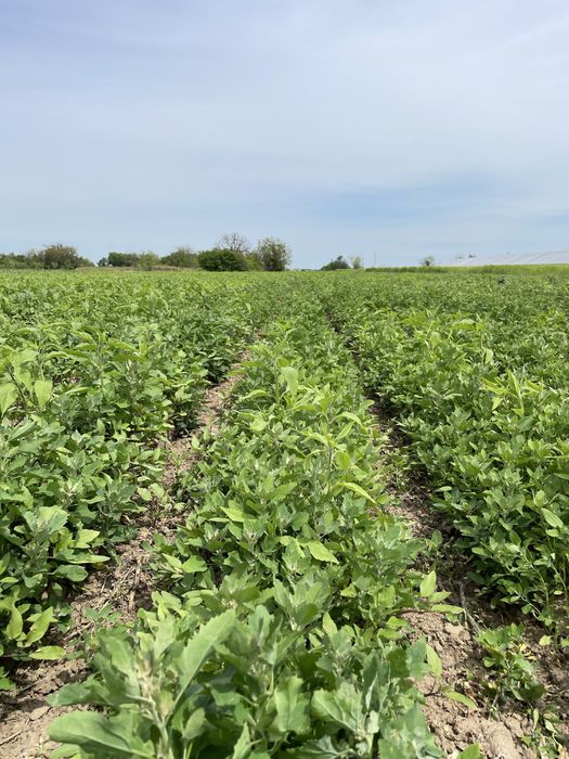 Cedez societate comerciala SRL agricultura sediu social sector 3