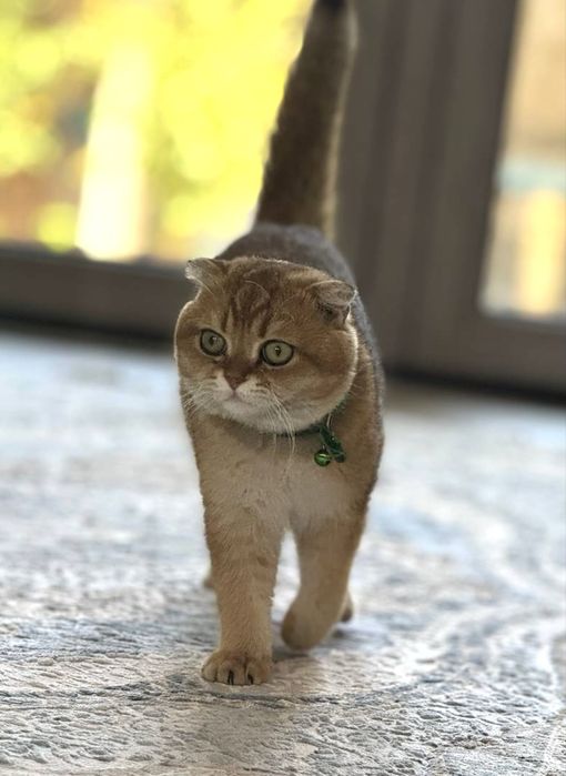 Mushug sotiladi. pasport privifkalari bor. erkag mushug