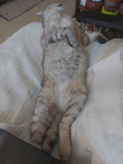 Сив Таби котарак търси дом
