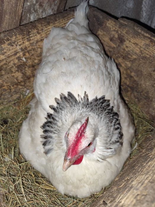 Oua incubat disponibile