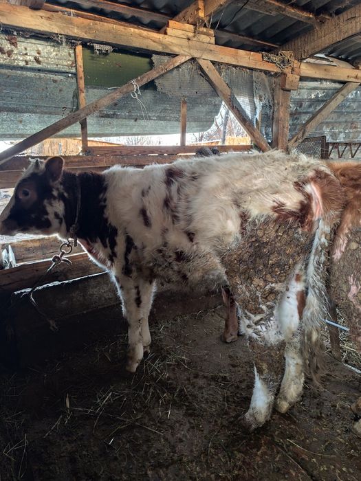 Продам. Двух телок