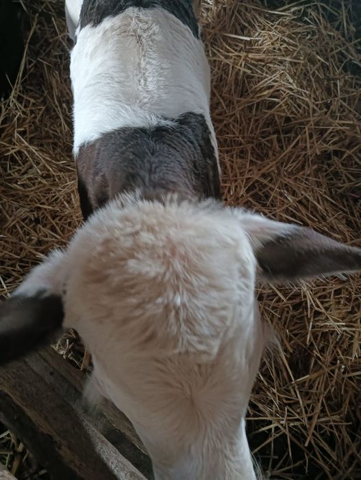 De vânzare Vaci și viței