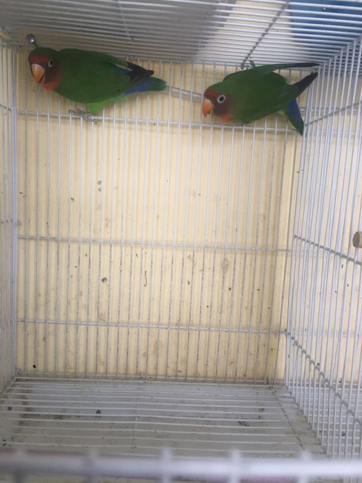 Неразлучка красный шок таер пара