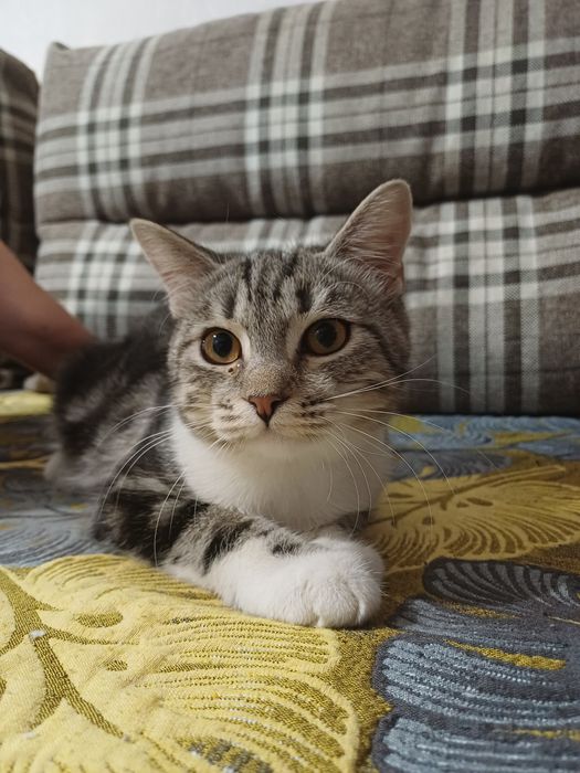 Котёнок девочка в добрые руки