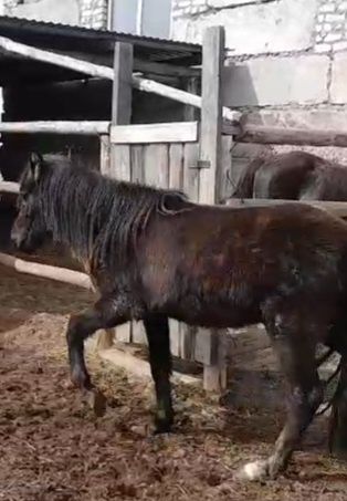 Құнан сатам немесе айырбастайм