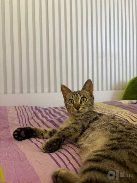 Подарю очаровательного котёнка