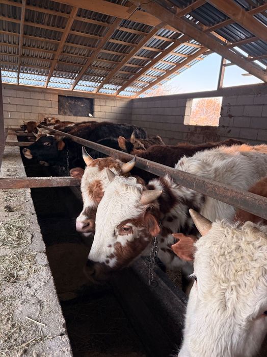 Продам Бычков 1,5годовалых