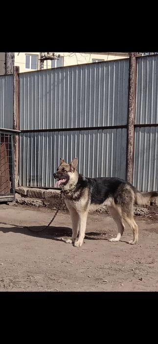 Собака на добрые руки