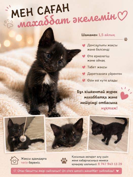 Котенкам 1 месяц в добрые руки