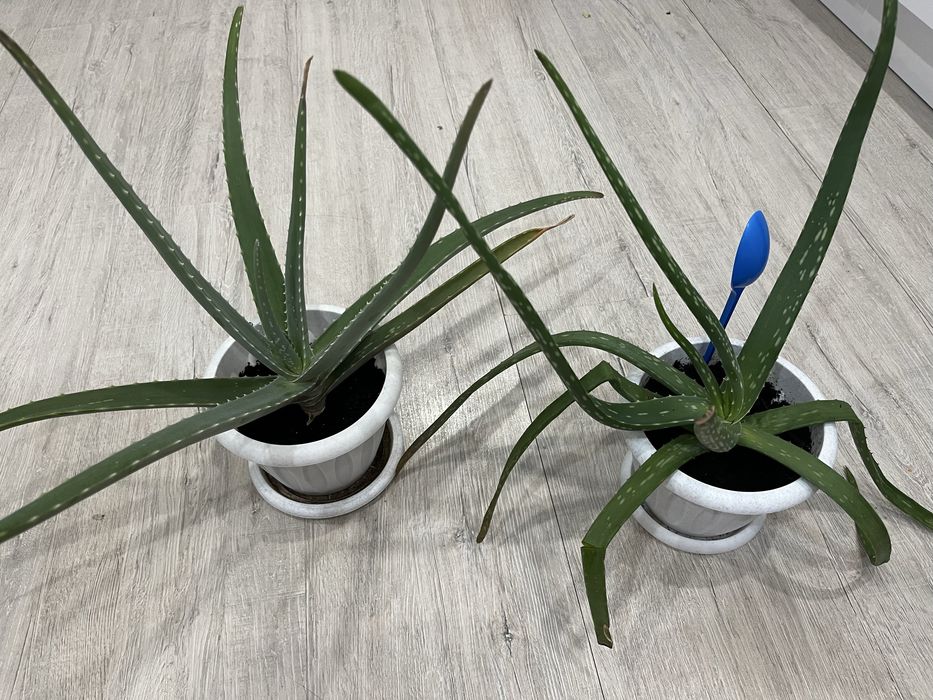 Продам цветы комнатные