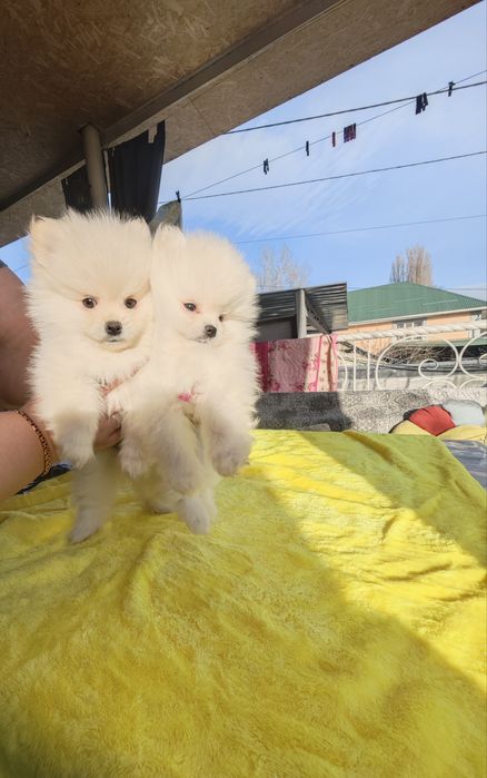 Щенки цверг шпица