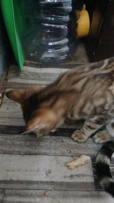 Mushuk  nodatuy rangda