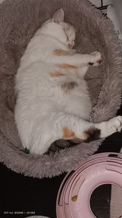 Снежана в поисках дома