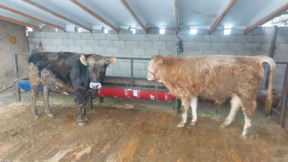 Бычьки на откорме