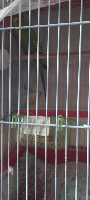 Продам попугая самец 1.5года