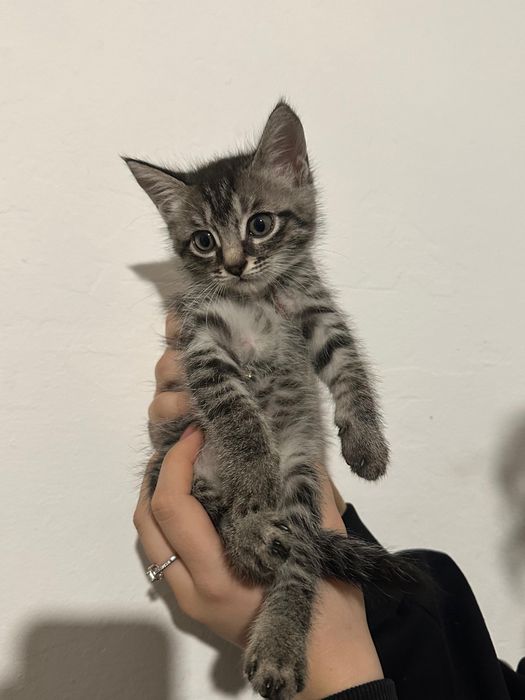 Очаровательные пушистики ищут любящий дом