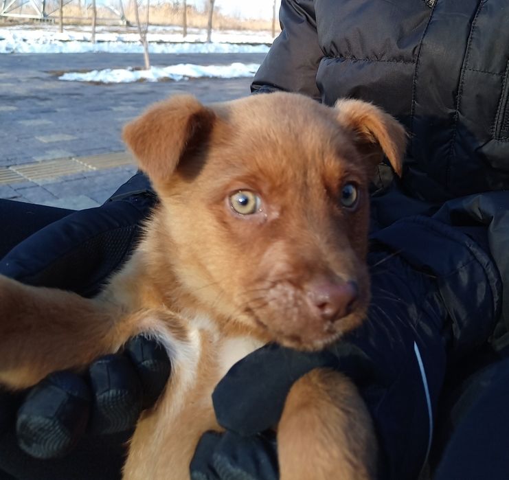 Щенок 2-х месяца