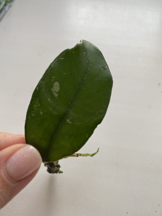 Отросток хойи 500тг