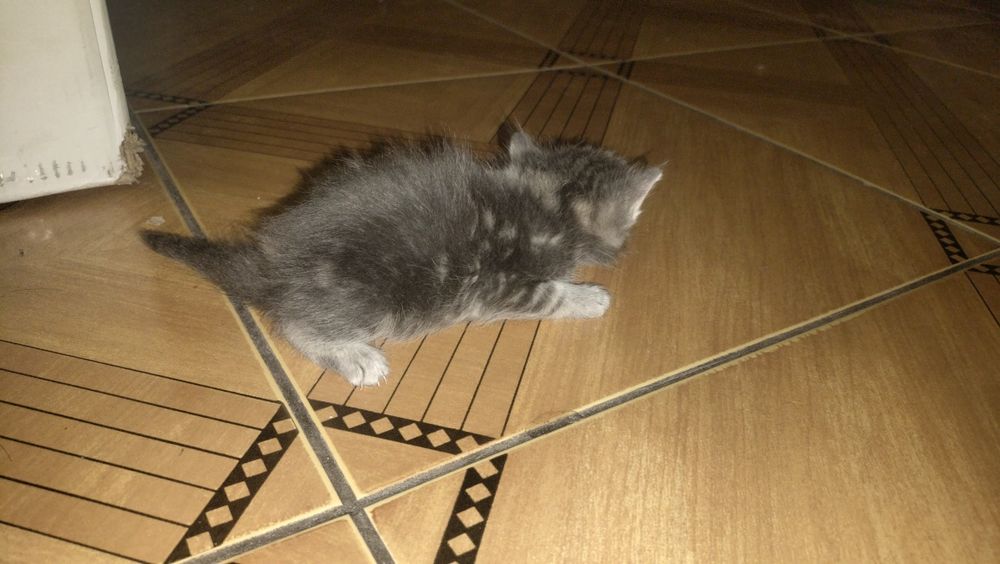 Отдам бесплатно котят