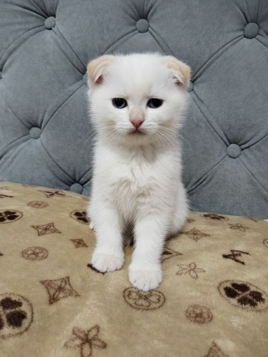 Zotli mushuk bolalari sotiladi. 2 oylik.