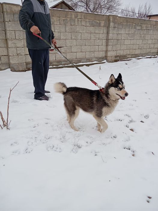 Продам хаски обмен