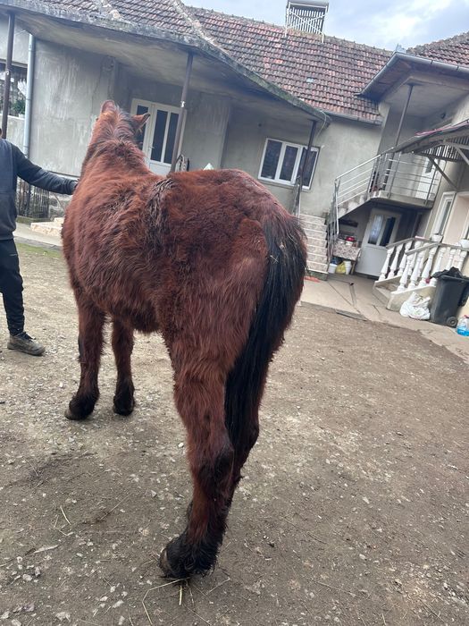 Vând cal , calul este mai bătrân