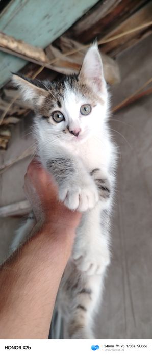 Отдам котенка в хорошие руки