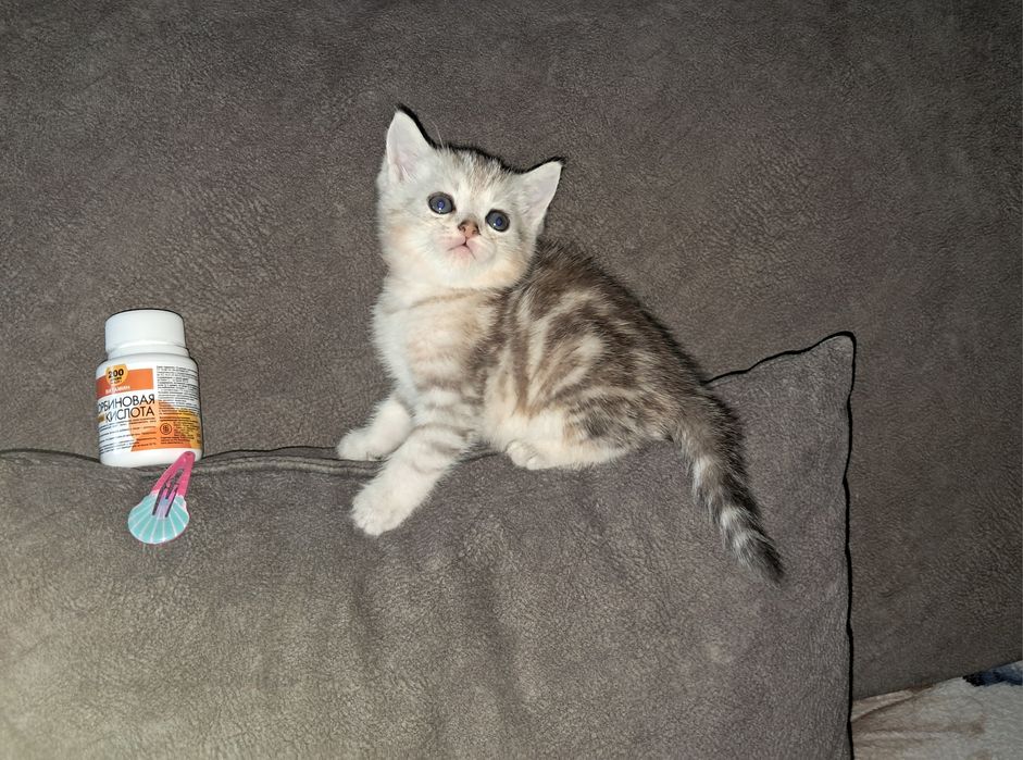 Шотландские котята!