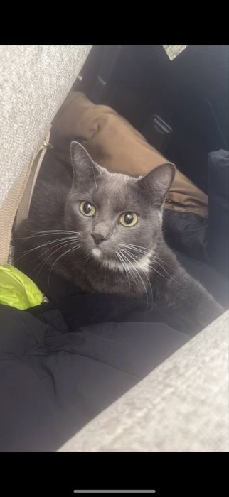 Отдам кота ласковый