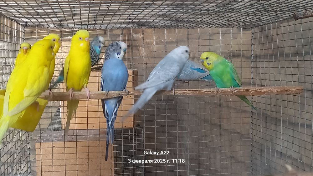 Красивые попугайчики