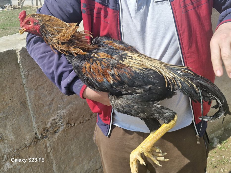 Супер шоже кораздар сатылады срочна