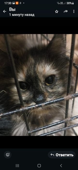 Отдам котят,девочки.