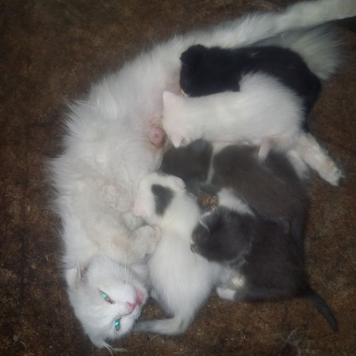 Котята 1,5 месяца