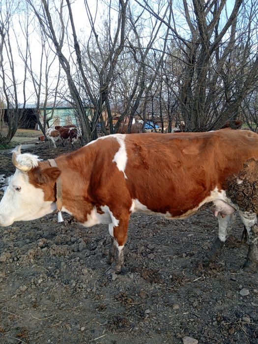 Vând vacă băltată Românească