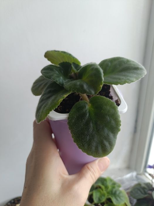 Стартеры и детки сортовых фиалок