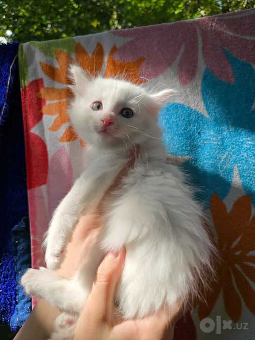 Котята ищут семьи!