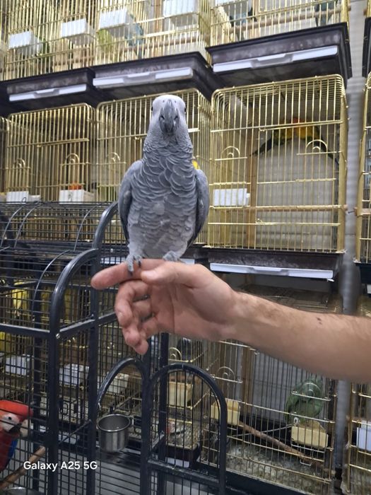 Папугай Арра и Жако