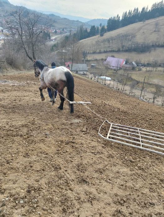 Vând sau schimb cu vaca