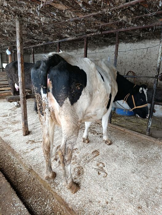 Корова Сиыр КРС.