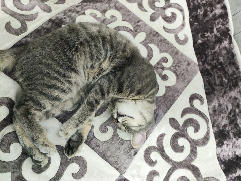 Отдам кошку в хорошие руки