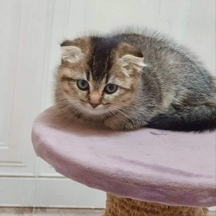 Кошка и котенкаа