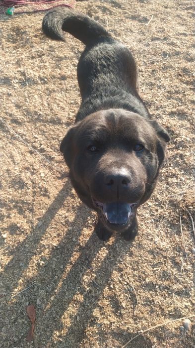 Прекрасный пес только в добрые руки